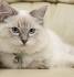 Ragdoll Kittens for Sale - Doll Face Ragdoll Kittens Available