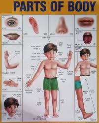 Start studying female body parts. Female Internal Body Parts Name 354 565 Human Internal Organ Stock Photos Pictures Royalty Free Images Istock The Function Of The External Female Reproductive Structures The Genitals Is Twofold Daria Delcid