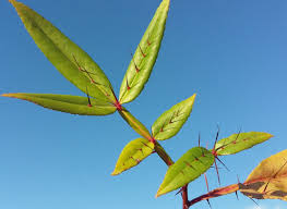 Image result for Zanthoxylum sp. A