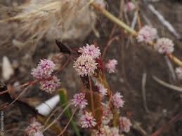 Image result for Cuscuta planiflora