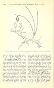Image result for Digitaria longiflora