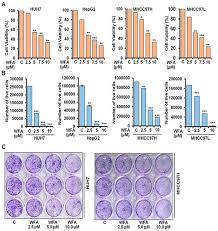 Enter the amount to be converted in the box to the left of japanese yen. Cancers Free Full Text Concomitant Inhibition Of Cytoprotective Autophagy Augments The Efficacy Of Withaferin A In Hepatocellular Carcinoma Html