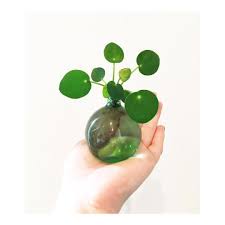 Regardez Cette Photo Instagram De Sweetyoxalis 1 680 J Aime Chinese Money Plant House Plants Pilea Peperomioides