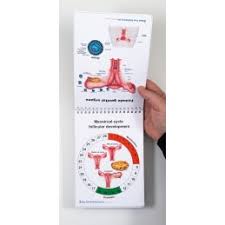 Female Anatomy Flip Charts With Uterus Model