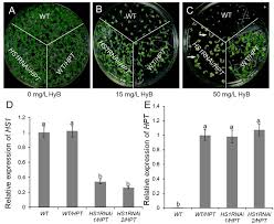 We did not find results for: Frontiers Hs1 Is Involved In Hygromycin Resistance Through Facilitating Hygromycin Phosphotransferase Transportation From Cytosol To Chloroplast Plant Science