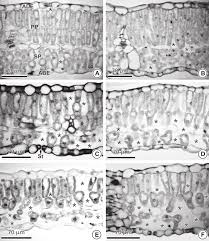 Image result for Neonotonia