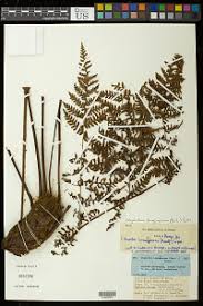 Image result for Megalastrum lanuginosum