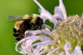 Here are the best picks for your garden. Spring Forest Flowers Likely Key To Bumble Bee Survival Illinois Study Finds