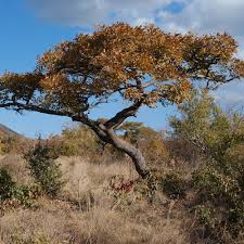 Image result for Burkea africana