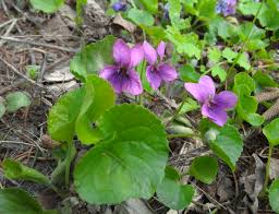 Image result for Rinorea brachypetala