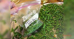 Spread the blanched, chilled, and drained green beans in a single layer on a baking sheet. Freezing Green Beans Requires Blanching We Show You How