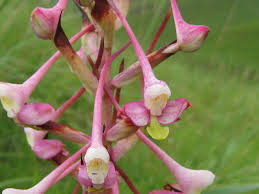 Image result for Disa cryptantha