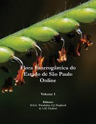 Image result for Rhytachne subgibbosa