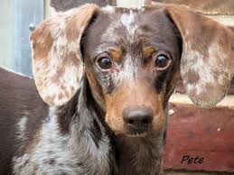Learn how to potty train a puppy in 6 days for free. Pin On Dogs For Adoption