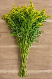 Image result for Solidago