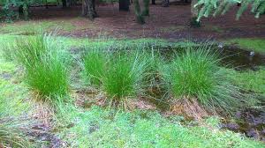 Image result for Juncaceae