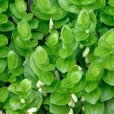 Polygonatum humile shiro shima aka variegated dwarf japanese solomon's seal. Solomon S Seal Finegardening Rain Garden Plants Shade Plants Fine Gardening