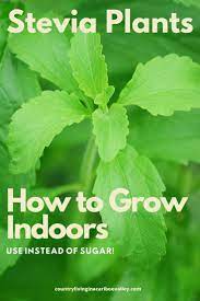 How To Grow And Use Stevia Natural Sugar Substitute In 2020 Growing Stevia Stevia Plant Healthy Garden
