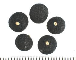 Image result for Asparagus flagellaris