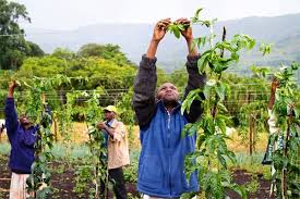 Keep the plant thoroughly watered if there is not adequate rainfall. Priceless Tips On Profitable Passion Fruit Growing Business Focus