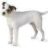 Choose another breed to compare. Https Encrypted Tbn0 Gstatic Com Images Q Tbn And9gcsxhl58xcoewdze16bgv7fwcwt7zdvbsjih5qjfupyiq88ofx00 Usqp Cau