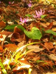 カタクリの葉の色について教えて下さい 一枚葉の芽が出て葉が大きくなり Yahoo 知恵袋