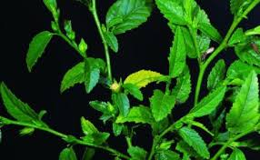 Image result for Sida javensis