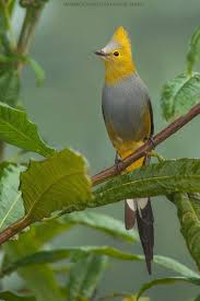 Rare Birds With Long Tail Feathers Pin By Julia Van Beck On Amazing Animals Birds Bugs And Other Critters Rare Birds Birds Bird Photography