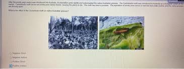It was a cottage built like the mansion, having central hall with wooden gallery running round it, and the. Solved After The Prickly Pear Cactus Was Introduced Into Chegg Com