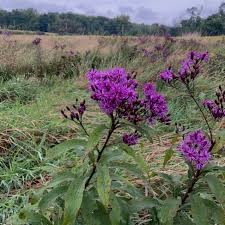 Image result for Vernonia jelfiae