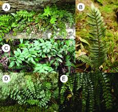 Image result for Pellaea