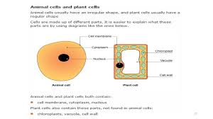 What are the 13 parts of a plant cell. Cell Structure And Functions Cellular Reaction Ppt Download