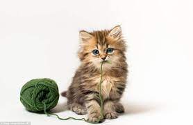 If you like the gambar kucing yang comel dan gebu gambarrrrrrr or inikah anak kucing paling comel di dunia? Inikah Anak Kucing Paling Comel Di Dunia 10 Gambar Dokku Mentari
