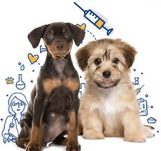 Today's the day to do that because it's the 59th annual rabies vaccination clinic day! Vaccinating Your Animals In Palatine Il Loving Care Animal Hospital Palatine Il