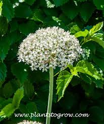 Image result for Alliaceae