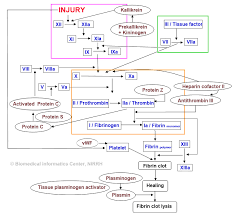 prototypal blood clotting chart 2019