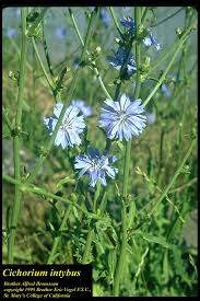 Image result for Cichorium