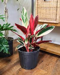 Buy Stromanthe Triostar Free Shipping Over 100