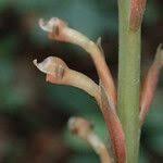 Image result for Manniella