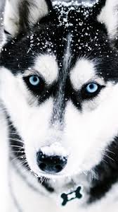 Shop matching sets at up to 70% off! Siberian Husky Wallpapers Pets Lovers