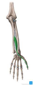 In human anatomy, the extensor pollicis longus muscle (epl) is a skeletal muscle located dorsally on the forearm. Musculus Extensor Pollicis Longus Anatomie Funktion Kenhub