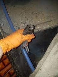 How to get birds out of chimney uk. Bird Stuck In Chimney Home Sweep Home