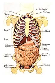 Human digestive system coloring page free printable coloring pages. Digestive System Games Science Trek Idaho Public Television