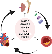 Yc pang, chong & gordon. Growth Factors As Immunotherapeutic Targets In Cardiovascular Disease Arteriosclerosis Thrombosis And Vascular Biology