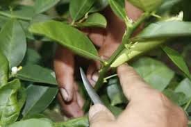 Pengiraan umur buah mengikut kalender merupakan cara yang mudah untuk menentukan kematangan buah mangga. Cara Tut Pokok Limau Yang Diamalkan Oleh Pengusaha Ladang Impiana