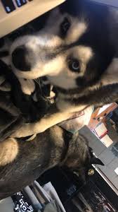 Hm In Adli Kullanicinin Dogs Panosundaki Pin Fotografcilik