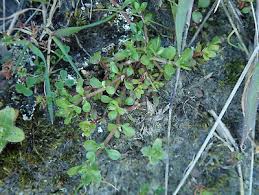 Image result for Polycarpon tetraphyllum