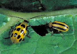 Cucumber Beetles | Entomology