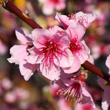 Buy a peach tree or nectarine tree direct from our uk nursery. Red Haven Peach Trees For Sale Brighterblooms Com