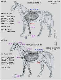 equine meridian chart xi e gallbladder meridian horse